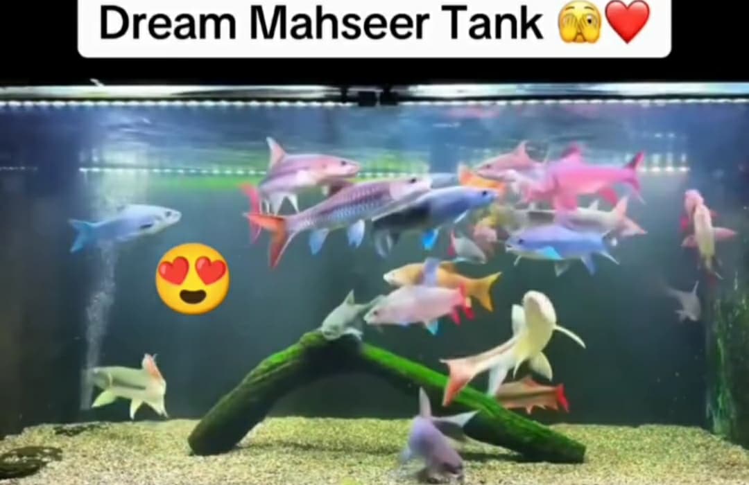 Dream Mahseer Tank