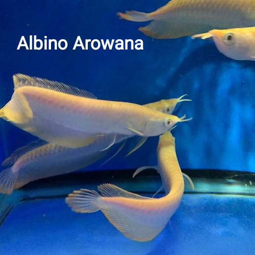 Albino Arowana