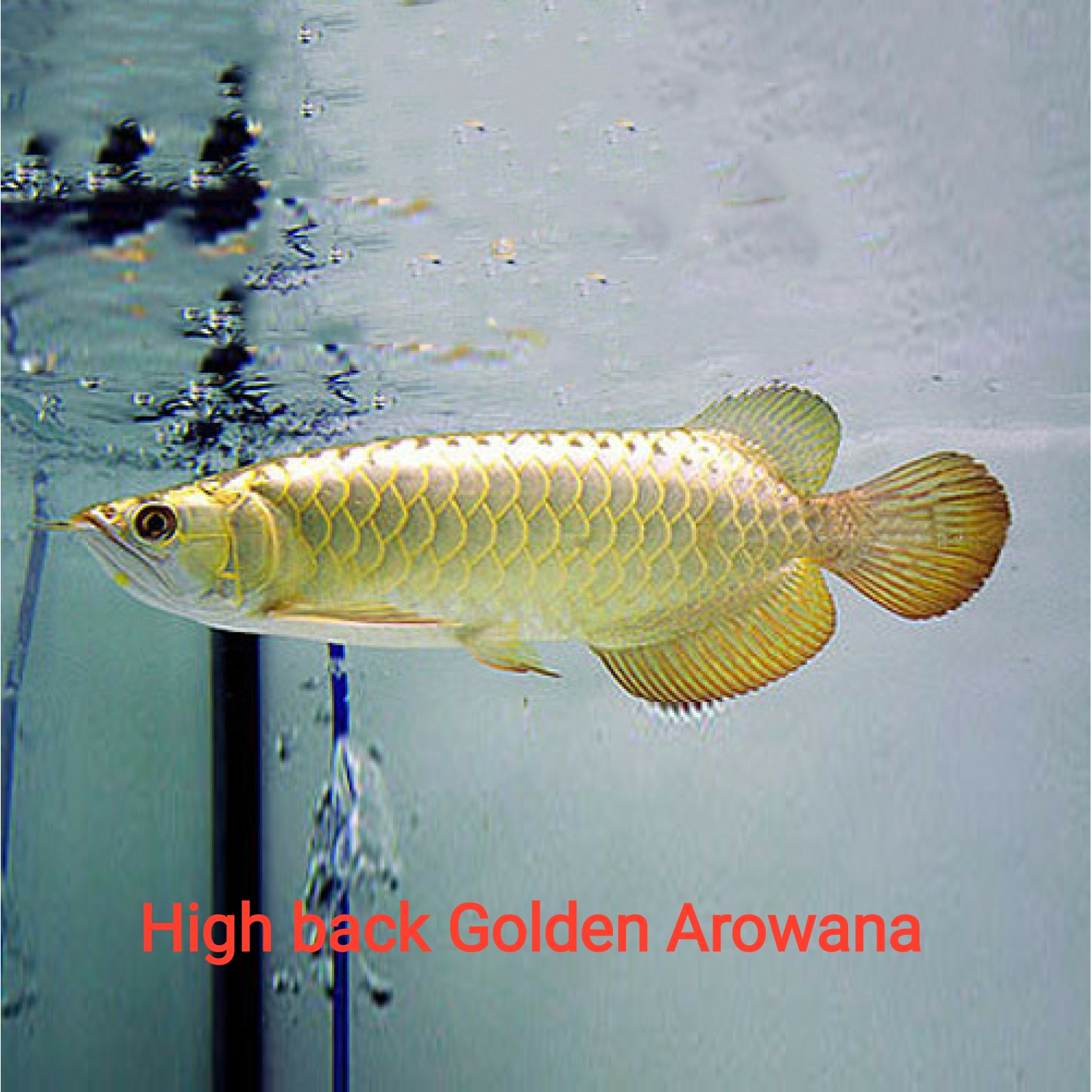 High back Golden Arowana