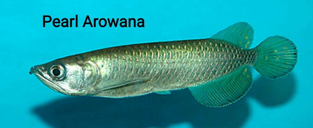 Pearl Arowana