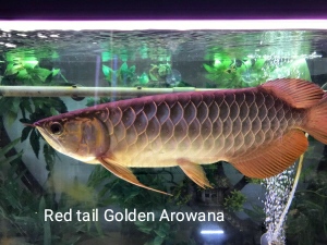 Red tail Golden Arowana