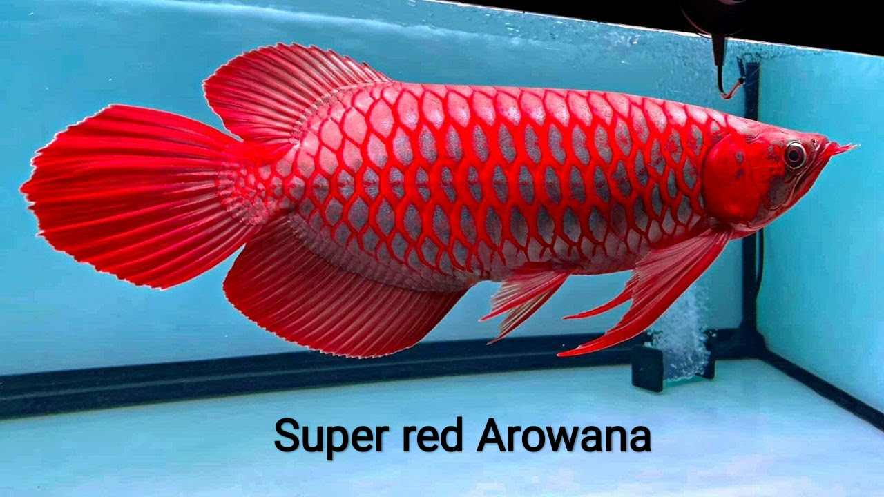 Super Red Arowana