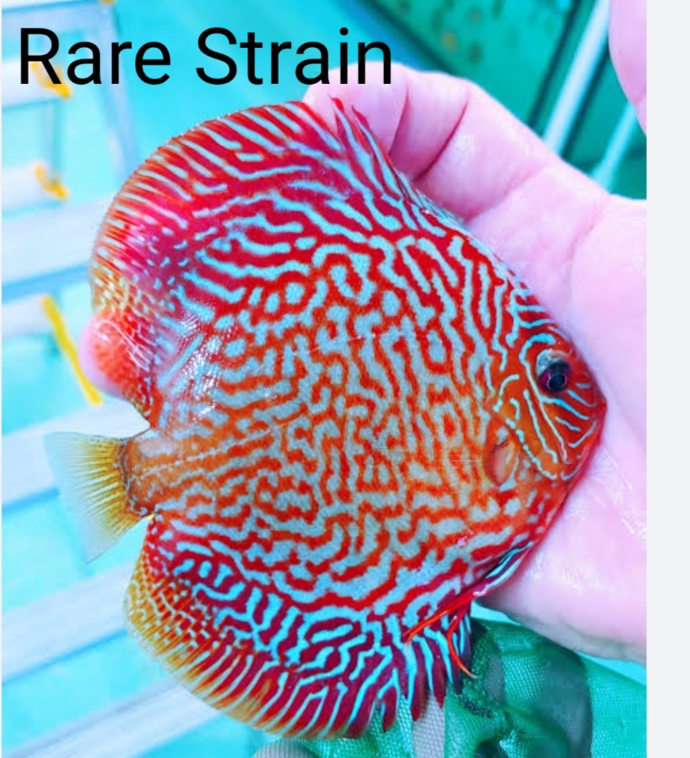 Rare Strain Discus