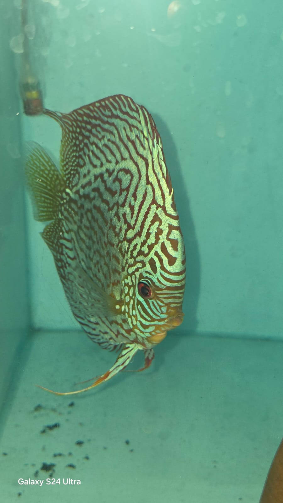Turquoise Snakeskin Discus