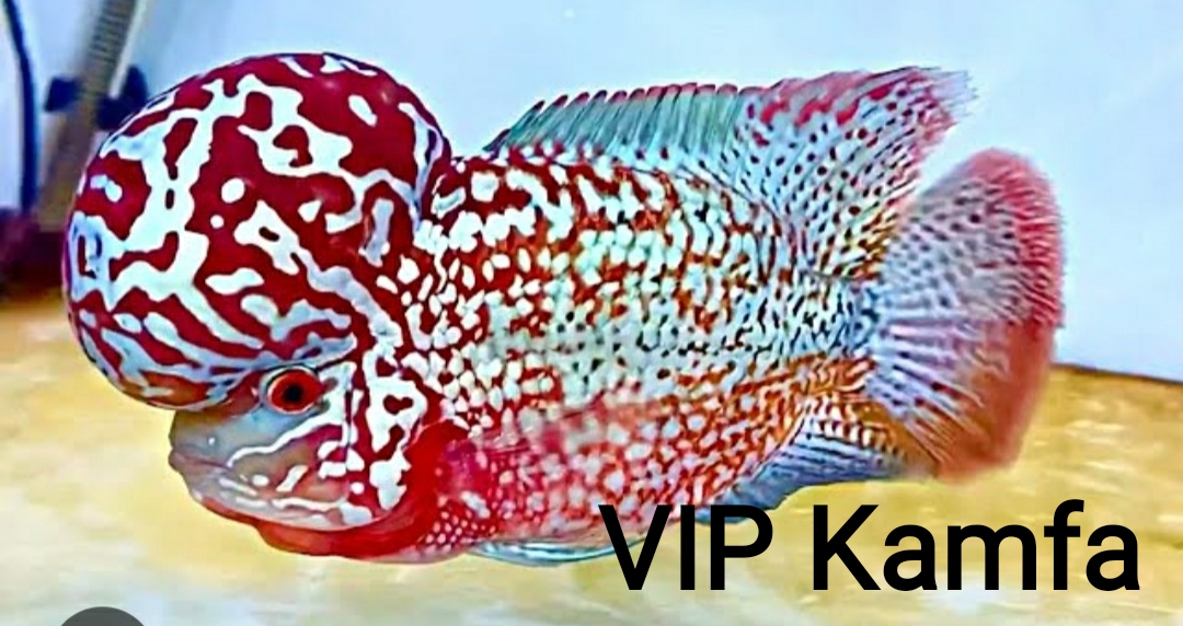 VIP Kamfa 2