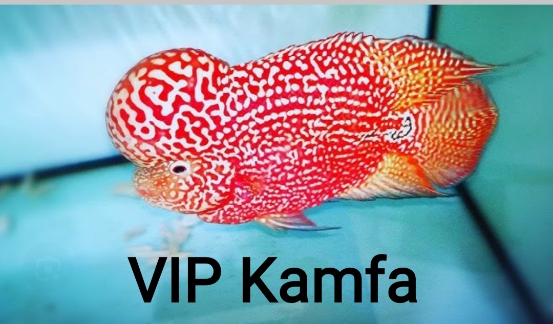 VIP Kamfa