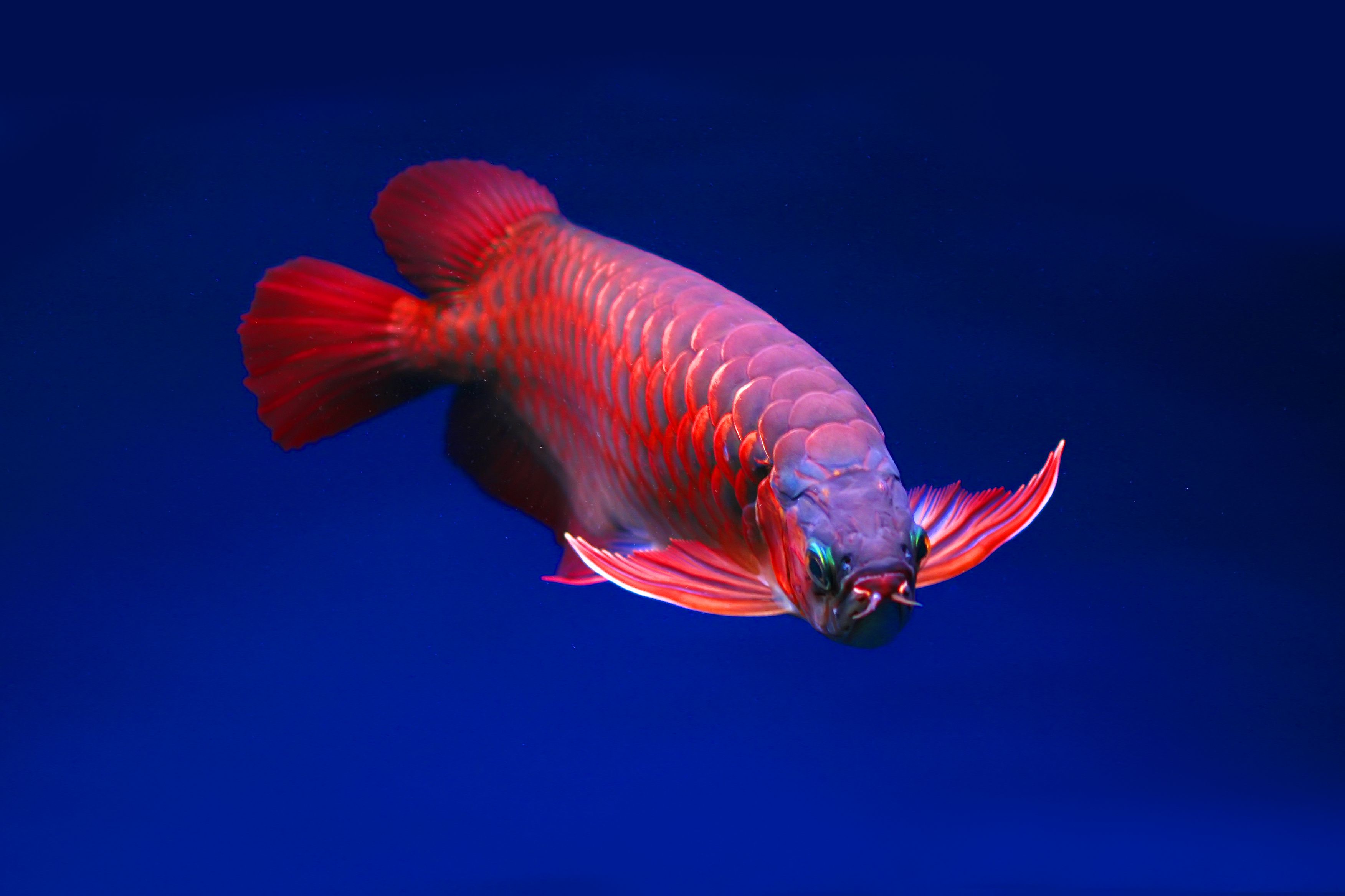Top 5 Monster Fishes for Your Custom Aquarium