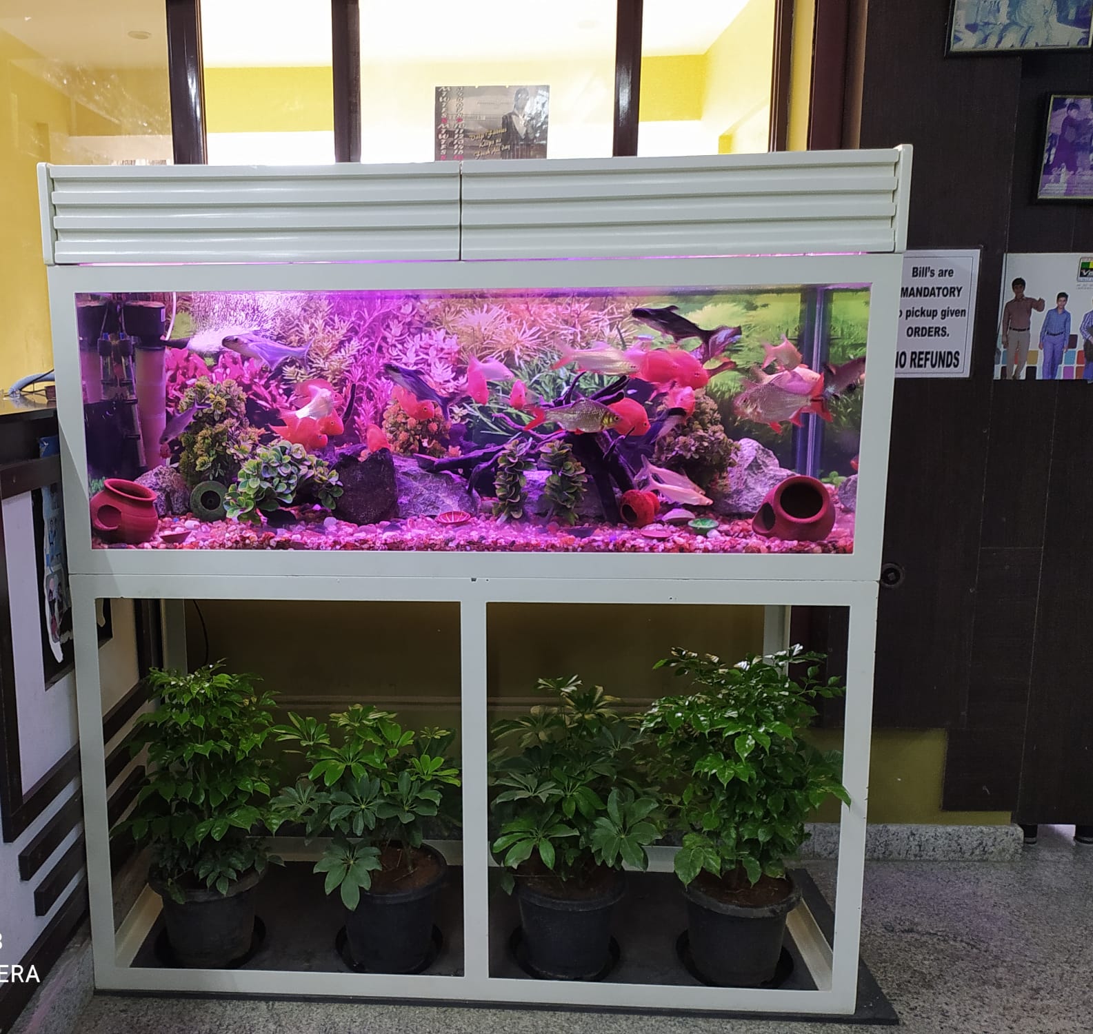 New custom aquarium