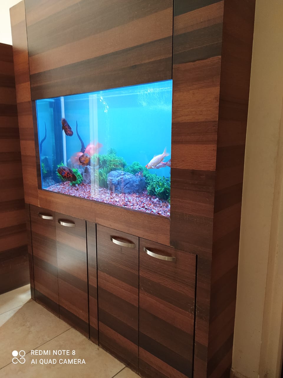 Large custom aquarium