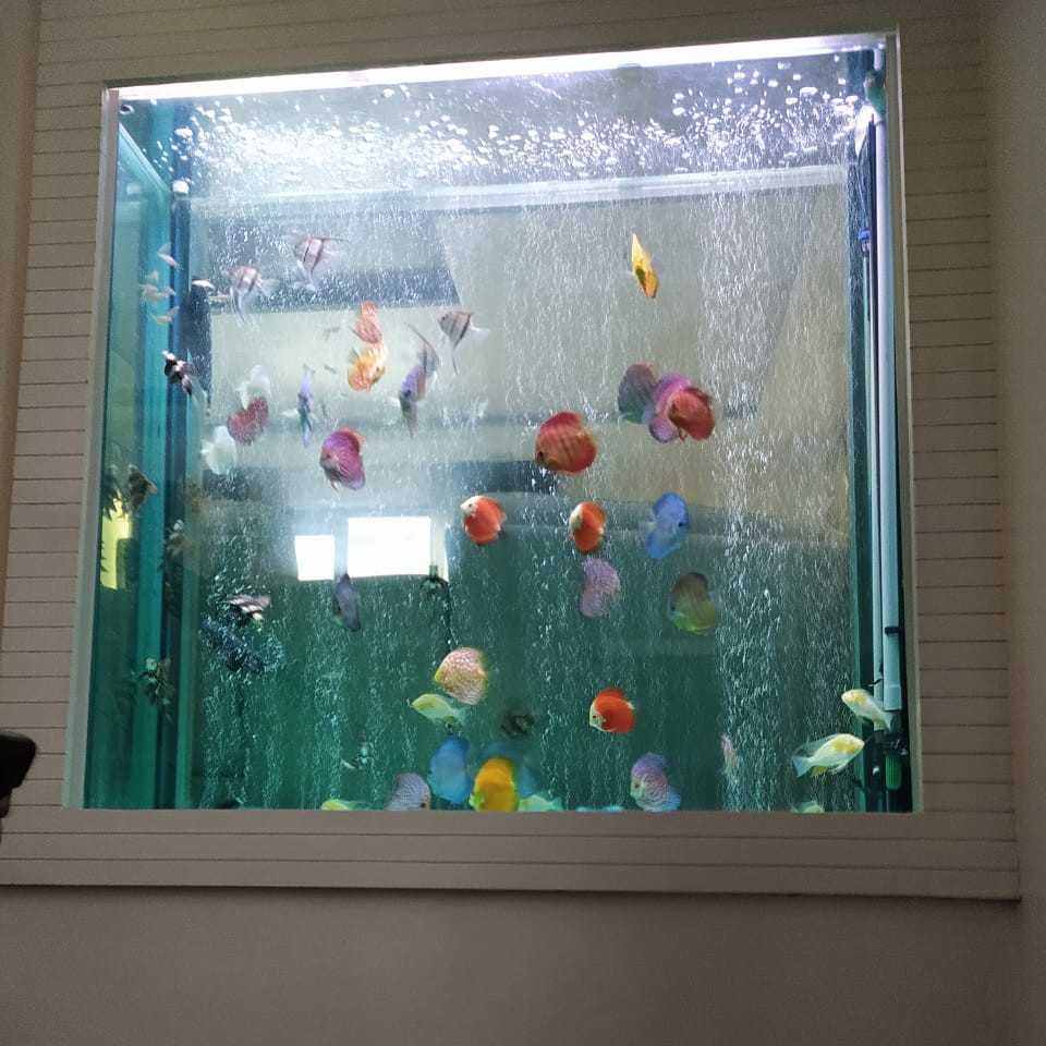 Large custom aquarium